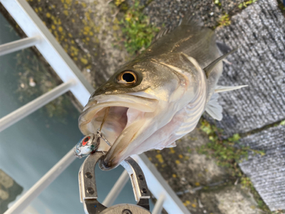 ナイスファイト