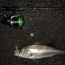 ナイトシーバス