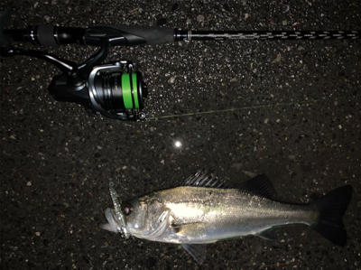 ナイトシーバス