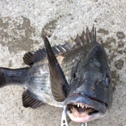 満潮の時間帯にエビ撒き