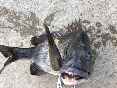 満潮の時間帯にエビ撒き