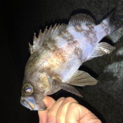 アフターメバル回復傾向