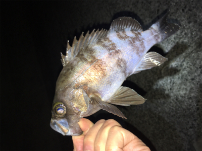 アフターメバル回復傾向