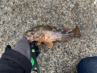 雨降らんってゆうてたやん！