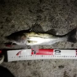 ナイトシーバスゲーム