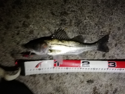 ナイトシーバスゲーム