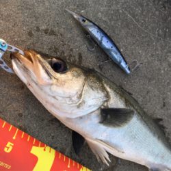 ベイトは多い！