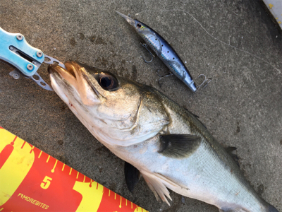 ベイトは多い！