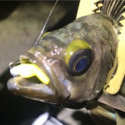 そよ風メバリング