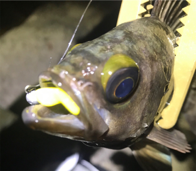 そよ風メバリング