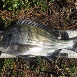 重富港 チヌ釣り