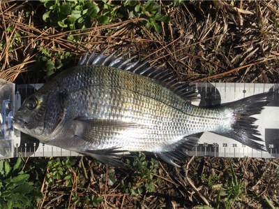 重富港 チヌ釣り