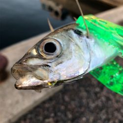 やっとこさデス