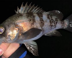 渋いながらも良型