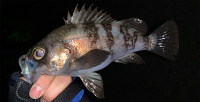 渋いながらも良型