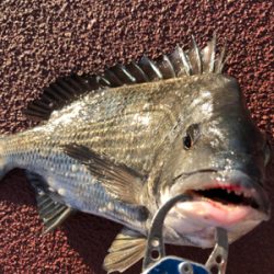 今朝は寒く魚の反応も渋いなり