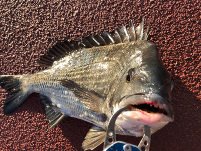 今朝は寒く魚の反応も渋いなり