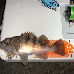 メバルを求めて