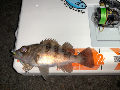 メバルを求めて