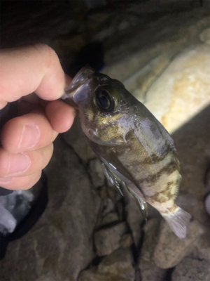 ライトゲーム！