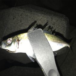 大アジ狙いのはずが…