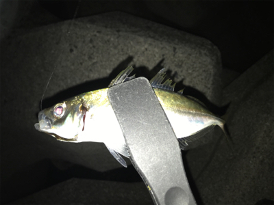 大アジ狙いのはずが…