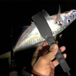 キャロアジング！