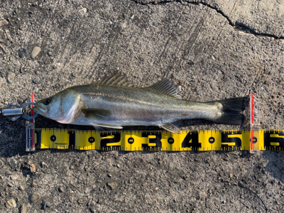 大阪南港へエビ撒き釣行