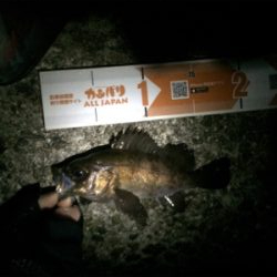 この時期らしい釣りです