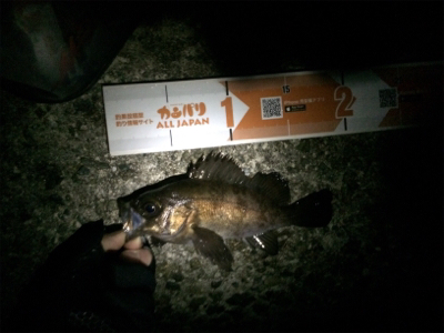 この時期らしい釣りです