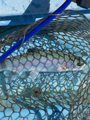 プールフィシング