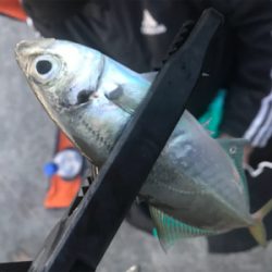 まだまだアジング