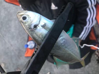 まだまだアジング