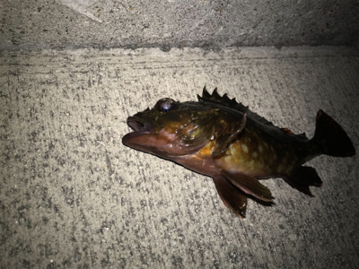 タケノコ、ガシラ