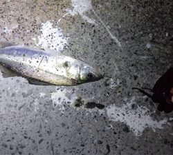 常夜灯周りのポテンシャル