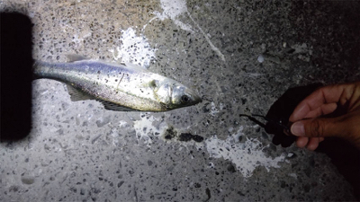 常夜灯周りのポテンシャル