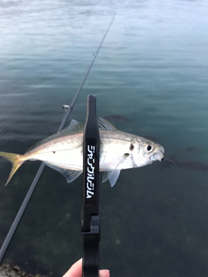 メバルを求めて⑥