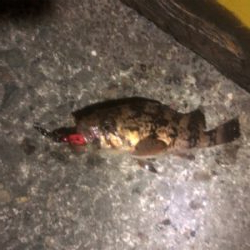 短時間ライトゲーム