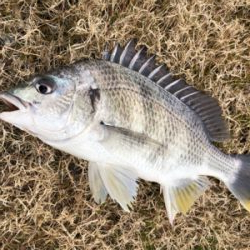 ランガンスタイル