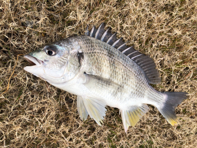 ランガンスタイル