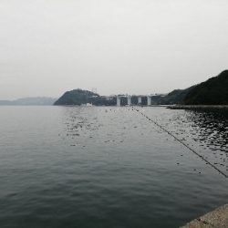 サビキ釣果のみ!