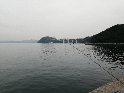 サビキ釣果のみ!