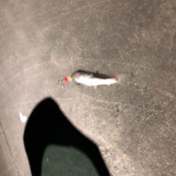 アジングでミナミハタンポ