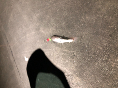 アジングでミナミハタンポ