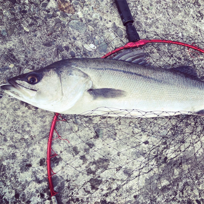 自衛隊でイワシの群れにシーバスの群れ