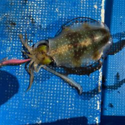 北九州ティップラン