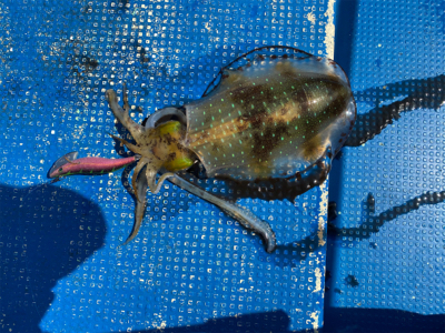 北九州ティップラン