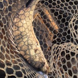 淀川ブリームゲーム 春の兆し