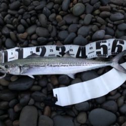 朝のみチャンス