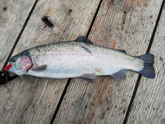 今年初の釣り堀